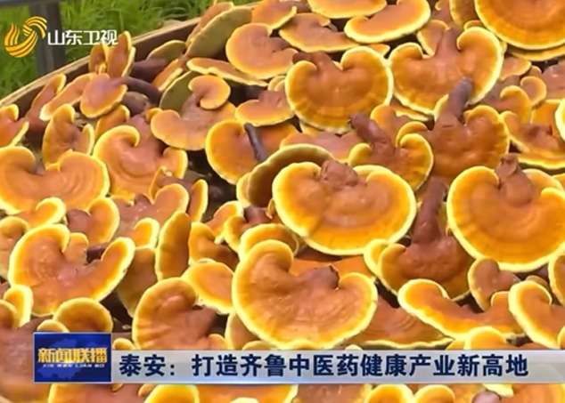 山东卫视大篇幅报道“灵芝全产业链企业芝人堂”