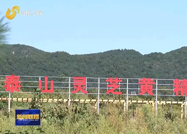 山东卫视大篇幅报道“灵芝全产业链企业芝人堂”