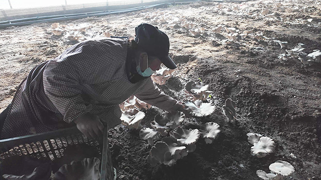 芝人堂蘑力庄园免费发放首茬灵芝菇,与当地村民共享健康成果(图4) 暴风截图20251223245437.jpg